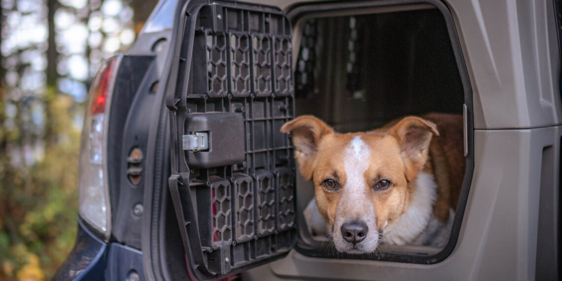 How Long Can a Dog Be in a Pet Carrier – 2024 Guide