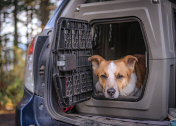 How Long Can a Dog Be in a Pet Carrier – 2024 Guide
