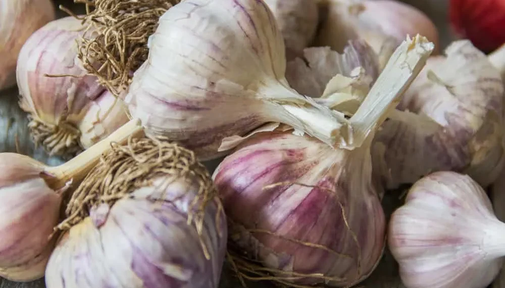 Is Purple Garlic Healthier Than White?