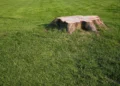 7 Tips For Planting Grass After Stump Grinding