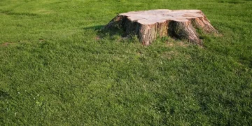 7 Tips For Planting Grass After Stump Grinding